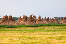 Stacks of harvested Common reed (Phragmites australis) for thatching near Tiszaalpar, Kiskunsag National Park, Hungary, June.