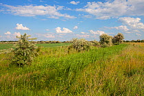 Drainage ditch and Common reed (Phragmites australis) through Puszta grassland near Tiszaalpar, Kiskunsag National Park, Hungary June 2017