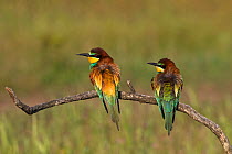 European bee-eater (Merops apiaster) pair perched on a branch near Tiszaalpar, Kiskunsag National Park, Hungary, May.