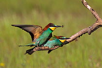 European bee-eater (Merops apiaster) pair mating on a branch one with an insect, Tiszaalpar, Kiskunsag National Park, Hungary, May.