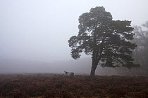 Scots pine (Pinus sylvestris) and flooded heathland in mist, near Brinken Wood, New Forest National Park, Hampshire, England, UK, January 2017