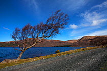 Downy birch (Betula pubescens) tree shaped by prevailing winds,  beside Loch Ba, Isle of Mull,  Scotland, March.