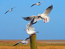 Black headed gulls (Larus ridibundus) in flight landing on post. East Anglia, England, UK, December.