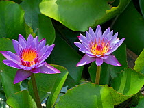 Blue lotus (Nymphaea nouchali) flowers, Thailand.