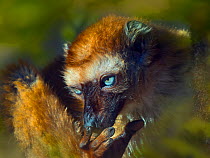 Blue-eyed black lemur (Eulemur flavifrons) female resting, captive occurs in Madagascar. Critically endangered species.