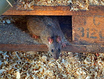 Brown rat (Rattus norvegicus) in farm barn, Norfolk, England, UK, February.
