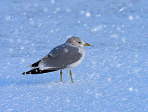 Common gull (Larus canus) calling on shoreline, in snow storm Norfolk, England, UK. Snowfall digitally added.