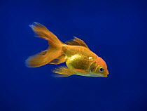 Fantail goldfish