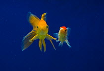 Fantail goldfish