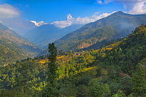 The mountain village of Ghandruk in the Modi Khola Valley at around 2000 metres, Annapurna and Machapuchare the distance, Nepal. November 2014.