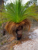 Grass-tree (Xanthorrhoea australis) Tasmania, Australia.