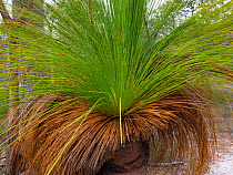 Grass-tree (Xanthorrhoea australis) Tasmania, Australia.