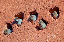 House sparrow (Passer domesticus) colony in building, Northern Morocco.