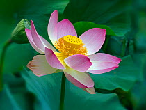 Indian lotus (Nelumbo nucifera) close up of flower, Melbourne Botanic garden, Victoria, Australia.