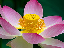 Indian lotus (Nelumbo nucifera) close up of flower, Melbourne Botanic garden, Victoria, Australia.