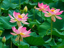 Indian lotus (Nelumbo nucifera) flowers, Melbourne Botanic garden, Victoria, Australia.