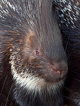 Indian crested porcupine (Hystrix indica) close up of quill pattern, captive.