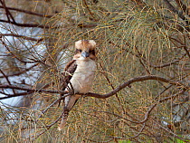 Kookaburra (Dacelo novaeguineae) perched, Tasmania, Australia.