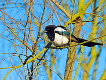 Magpie (Pica pica) perched in hedgerow, Titchwell, Norfolk, England, UK, February.