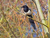 Magpie (Pica pica) perched in hedgerow, Titchwell, Norfolk, England, UK, February.
