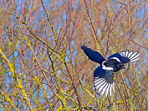 Magpie (Pica pica) taking off from hedgerow, Titchwell, Norfolk, England, UK, March.