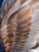 Mute swan (Cygnus olor) wing feathers of i mmature bird before turning white Norfolk, England, UK. December.