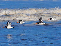 Oystercatcher (Haematopus ostralegus) flying on to mussel bed as tide recedes Norfolk, England, UK. November.