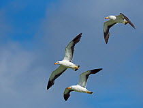 Pacific gulls (Larus pacificus) in flight over  beach Tasmania, Australia.