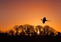 Pheasant (Phasianus colchicus) male flying to roost at sunset with trees silhouetted  in background England, UK. December.
