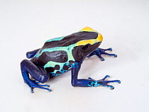 Poison dart frog or dart-poison frog (Dendrobates tinctorius) captive.