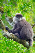 Purple-faced leaf monkey (Semnopithecus vetulus) Sri Lanka.