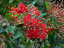 Red flowering gum (Corymbia ficifolia) Melbourne Botanical Garden, Victoria, Australia.