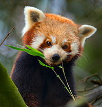 Red panda (Ailurus fulgens) captive, occurs in China.