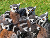 Ring-tailed lemur (Lemur catta) portrait, captive, occurs in Madagascar.