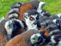 Ring-tailed lemur (Lemur catta) portrait, captive, occurs in Madagascar.