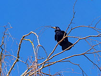 Rook (Corvus frugilegus) collecting sticks for nest, Norfolk, England, UK, March.