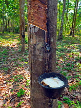 Rubber tree (Hevea brasiliensis) tapping with bucket full of latex, Thailand.