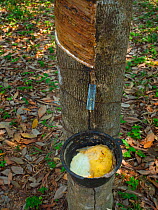 Rubber tree (Hevea brasiliensis) tapping with bucket full of latex, Thailand.