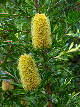 Saw banksia (Banksia serrata) flowers, Hobart botanical garden, Tasmania.