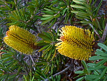 Wild Silver banskia (Banksia marginata) flowers, Tasmania, Australia.