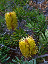 Wild Silver banskia (Banksia marginata) flowers, Tasmania, Australia.