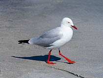 Silver gull (Chroicocephalus novaehollandiae) on beach Victoria, Tasmania, Australia.