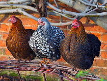Silver-laced Wyandotte domestic hen, free range in garden with hybrid brown hens