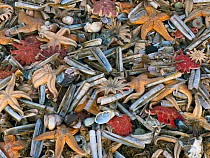 Large amounts of sea life including Common starfish (Asterias rubens) with Razor shells (Ensis) and Common sunstar (Crossaster papposus) washed up on the beach, Titchwell Beach, Norfolk, England, UK,...