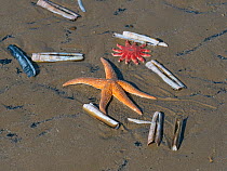 Common starfish (Asterias rubens) with Razor shells (Ensis) and Common sunstar (Crossaster papposus) washed up on the beach, Titchwell Beach, Norfolk, England, UK, March