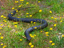 Tasmanian tiger snake (Notechis scutatus) highly venomous species. Tasmania, Australia.