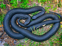 Tasmanian tiger snake (Notechis scutatus) two coiled together, highly venomous species. Tasmania, Australia.
