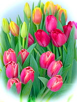 Tulips in flower with vignette, effect