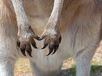 Tasmanian eastern gray kangaroo (Macropus giganteus tasmaniensis) close up of claws and paws,  Tasmania, Australia.