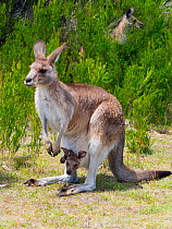 Tasmanian eastern gray kangaroo (Macropus giganteus tasmaniensis) female with joey in pouch, Tasmania, Australia.